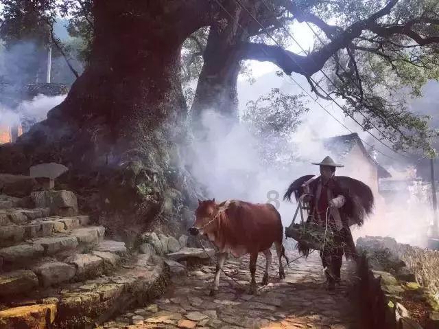拯救昆虫群